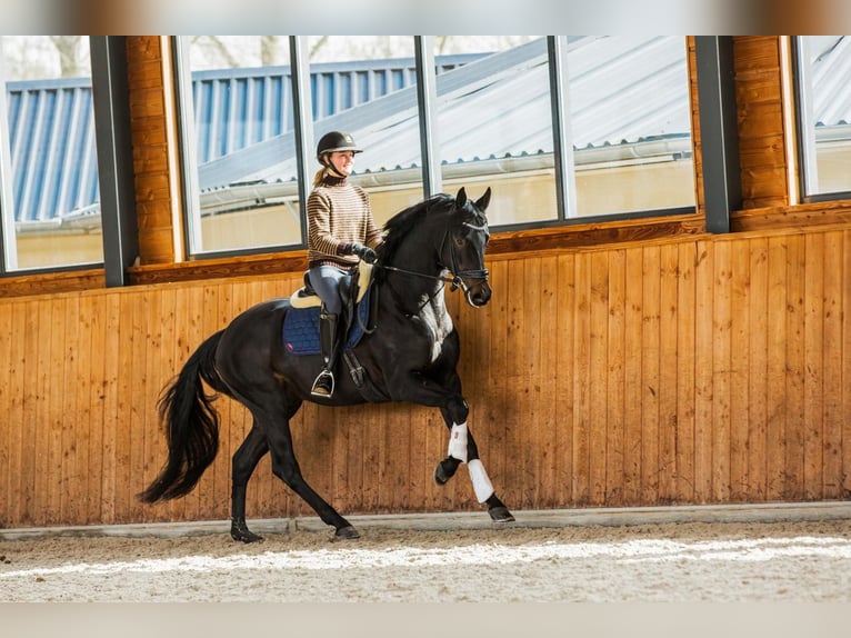 Duits sportpaard Hengst 5 Jaar 165 cm Zwartbruin in Gemonde