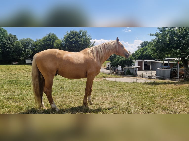 Duits sportpaard Hengst 5 Jaar 169 cm Palomino in Selters