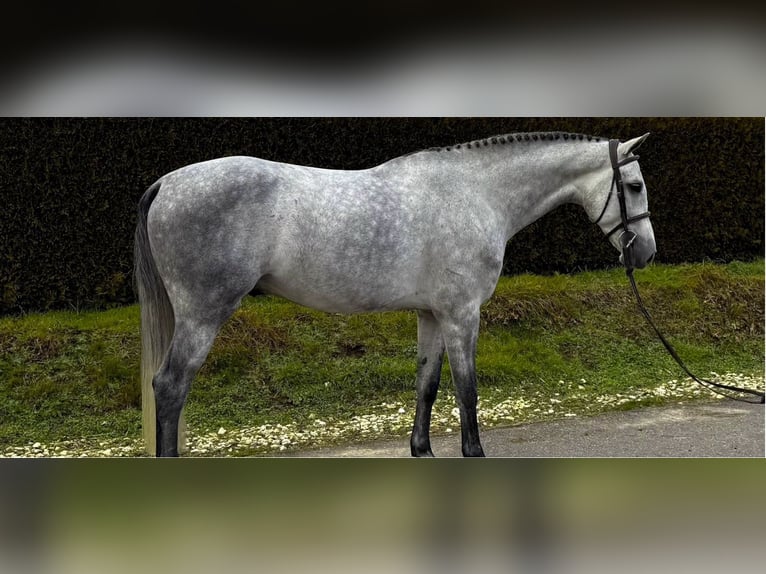 Duits sportpaard Hengst 5 Jaar 169 cm Schimmel in Gerstetten