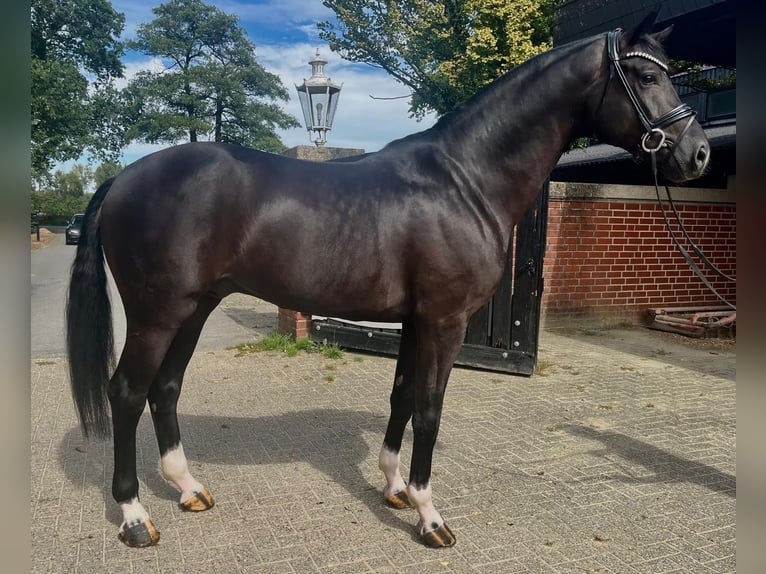 Duits sportpaard Hengst 5 Jaar 170 cm Zwart in DenklingenOT Epfach