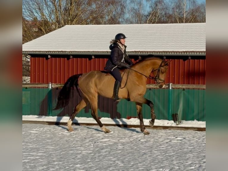 Duits sportpaard Hengst 6 Jaar 168 cm Bruin in Altusried