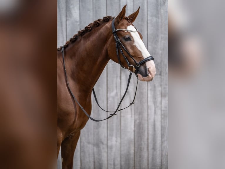 Duits sportpaard Hengst 6 Jaar 171 cm Vos in Hengelo