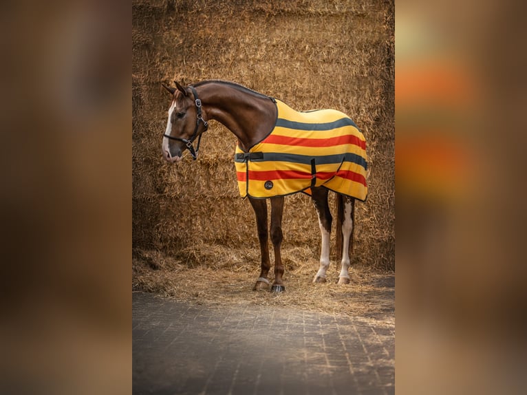 Duits sportpaard Hengst 6 Jaar 171 cm Vos in Hengelo