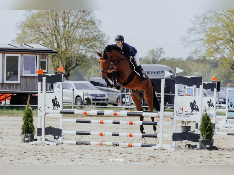 Duits sportpaard Hengst 7 Jaar 165 cm Bruin in Rhinow