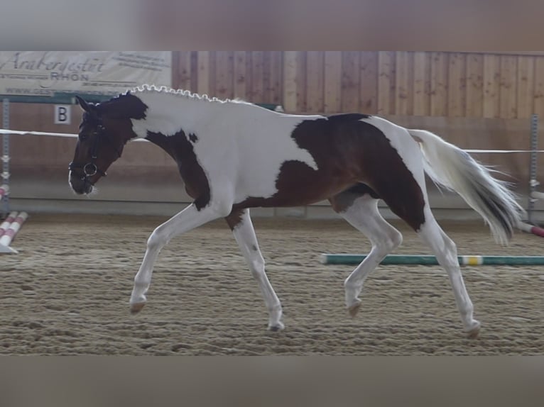 Duits sportpaard Hengst 7 Jaar 165 cm Gevlekt-paard in Mücheln (Geiseltal)