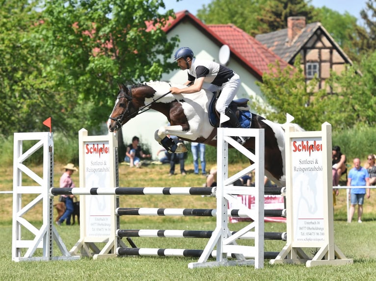Duits sportpaard Hengst 7 Jaar 165 cm Gevlekt-paard in Mücheln (Geiseltal)