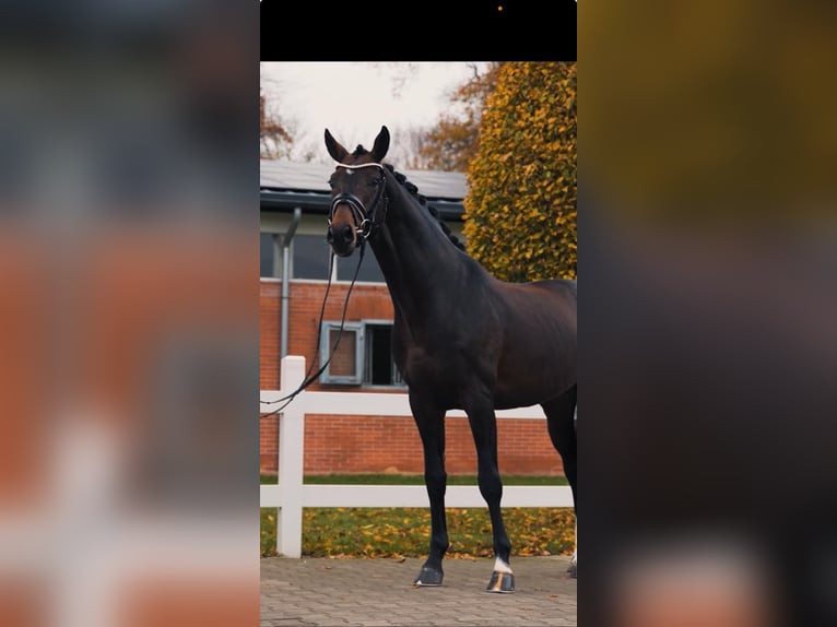 Duits sportpaard Hengst 7 Jaar 167 cm Bruin in Soest