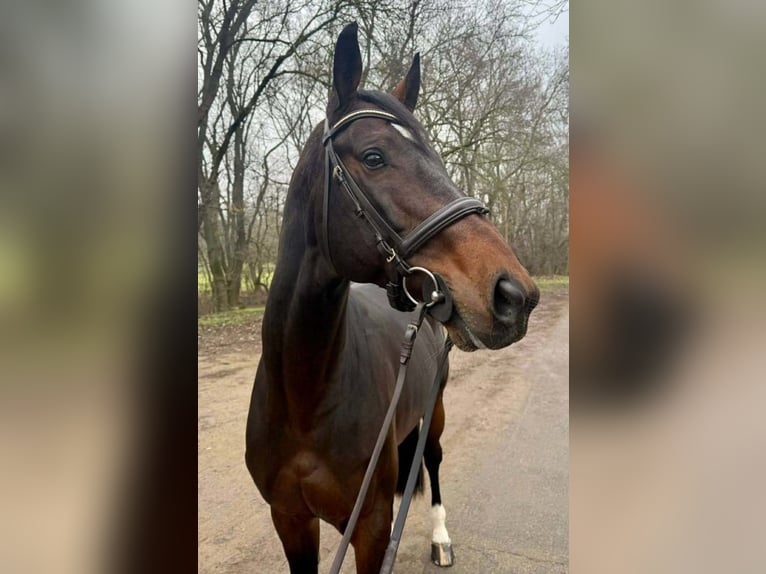 Duits sportpaard Hengst 7 Jaar 170 cm Roodbruin in Perkáta