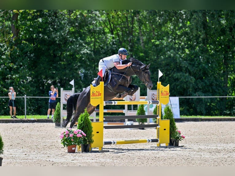 Duits sportpaard Hengst 8 Jaar 162 cm Zwart in Davos switzerland