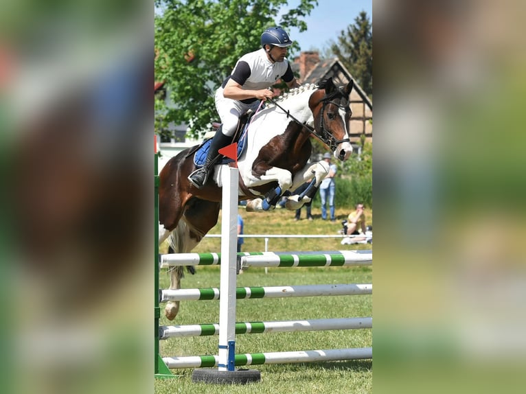 Duits sportpaard Hengst 8 Jaar 165 cm Gevlekt-paard in Mücheln (Geiseltal)