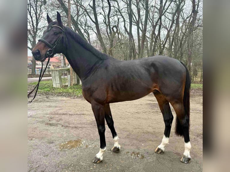 Duits sportpaard Hengst 8 Jaar 170 cm Roodbruin in Perkáta