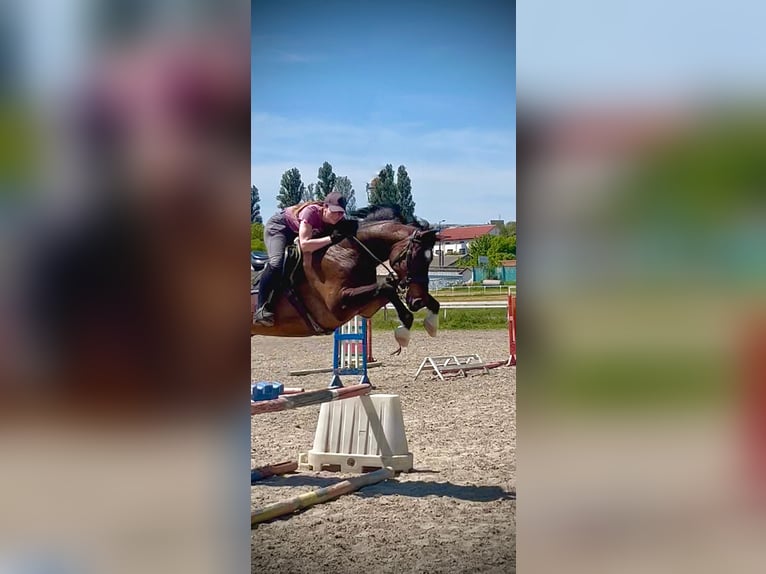 Duits sportpaard Hengst 9 Jaar 165 cm Bruin in Belgrade