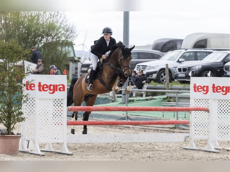 Duits sportpaard Hengst 9 Jaar 170 cm Bruin in G&#xF6;ttingen