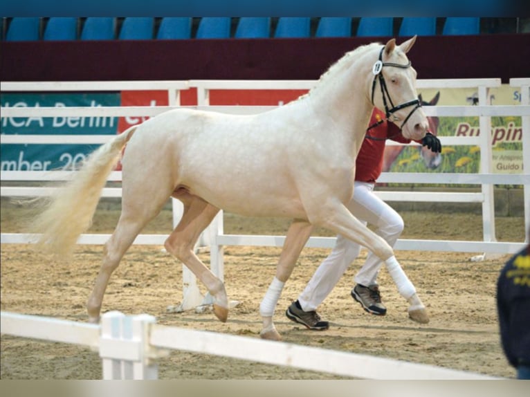 Duits sportpaard Hengst Cremello in Marl