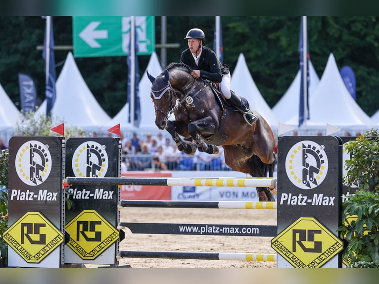 Duits sportpaard Hengst Donkerbruin in Adelheidsdorf