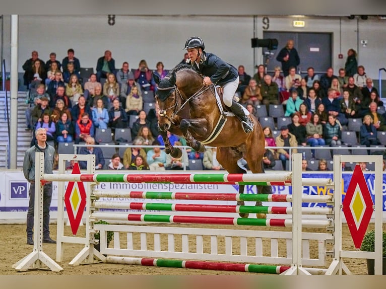 Duits sportpaard Hengst Donkerbruin in Adelheidsdorf