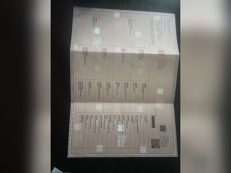 Duits sportpaard Hengst Gevlekt-paard in R&#xF6;tha