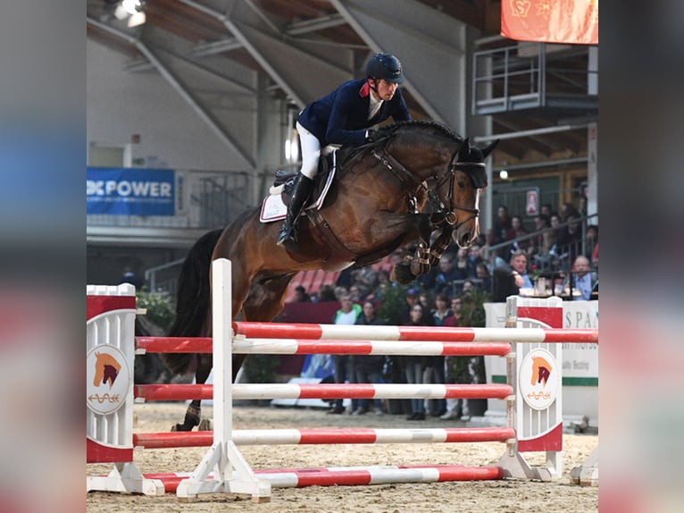 Duits sportpaard Hengst in Klein Offenseth-Sparrieshoop
