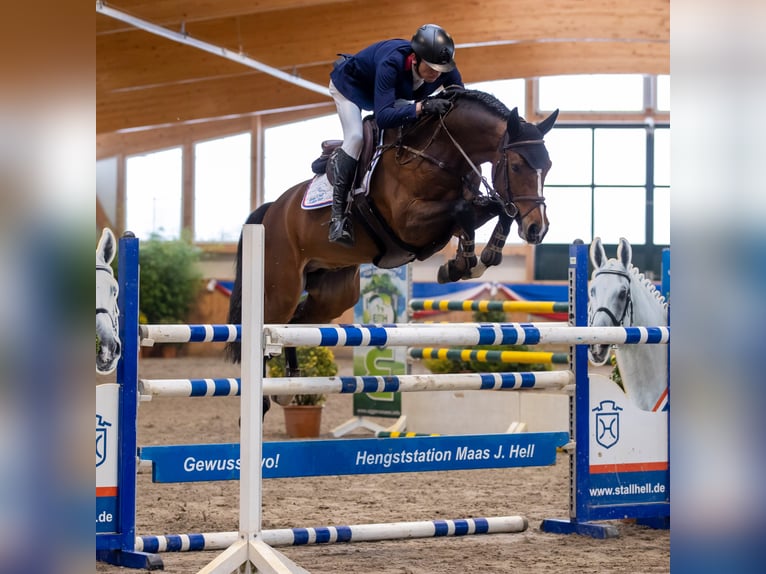 Duits sportpaard Hengst in Klein Offenseth-Sparrieshoop
