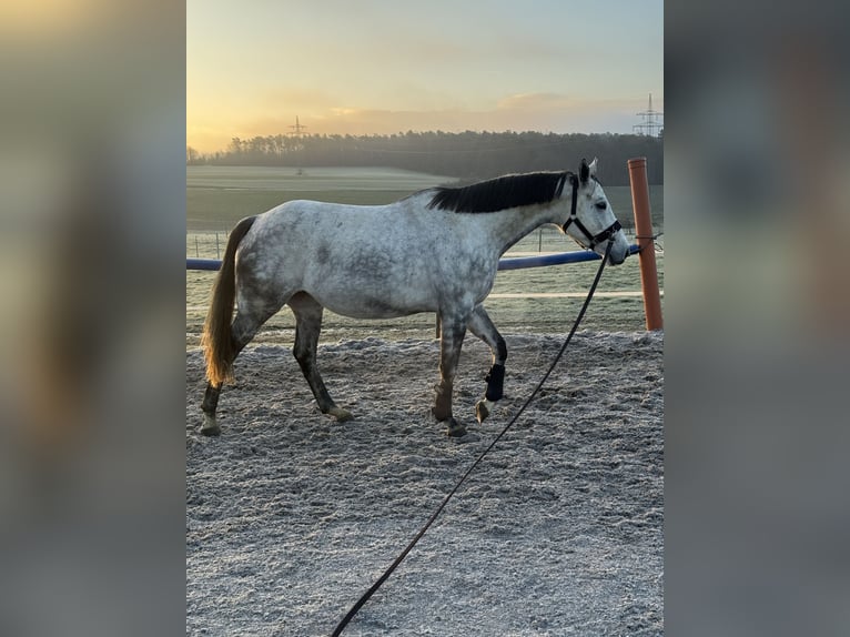 Duits sportpaard Hengst Veulen (04/2026) 107 cm kan schimmel zijn in SeckachSeckach