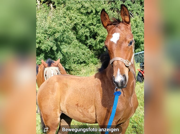 Duits sportpaard Hengst Veulen (06/2025) 130 cm Bruin in Bottenbach
