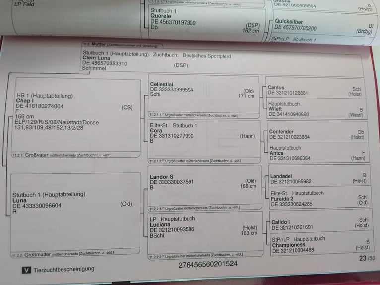 Duits sportpaard Hengst veulen (04/2024) 135 cm Bruin in Steinrode