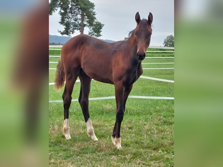 Duits sportpaard Hengst Veulen (04/2026) 150 cm Zwartbruin in Schönthal