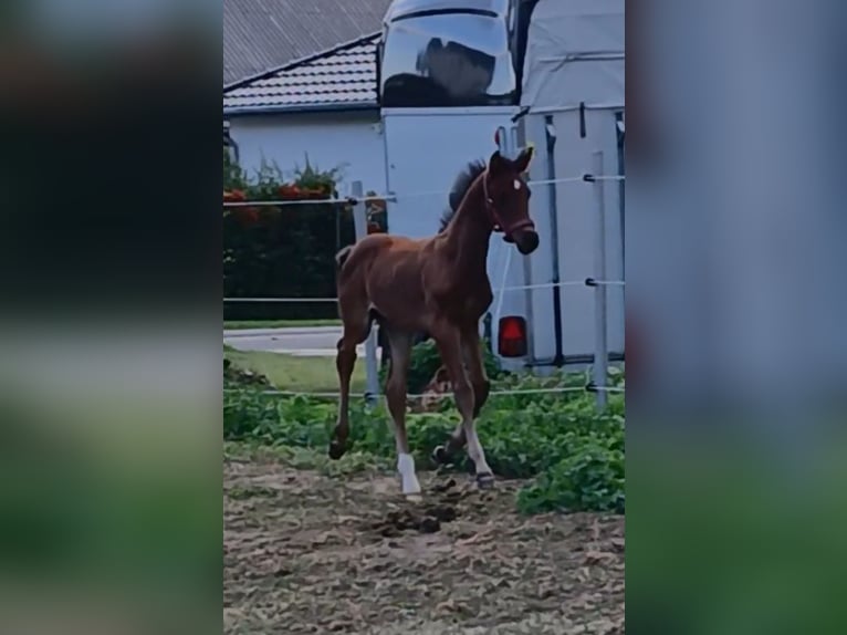Duits sportpaard Hengst Veulen (07/2026) 165 cm Bruin in Kröpelin
