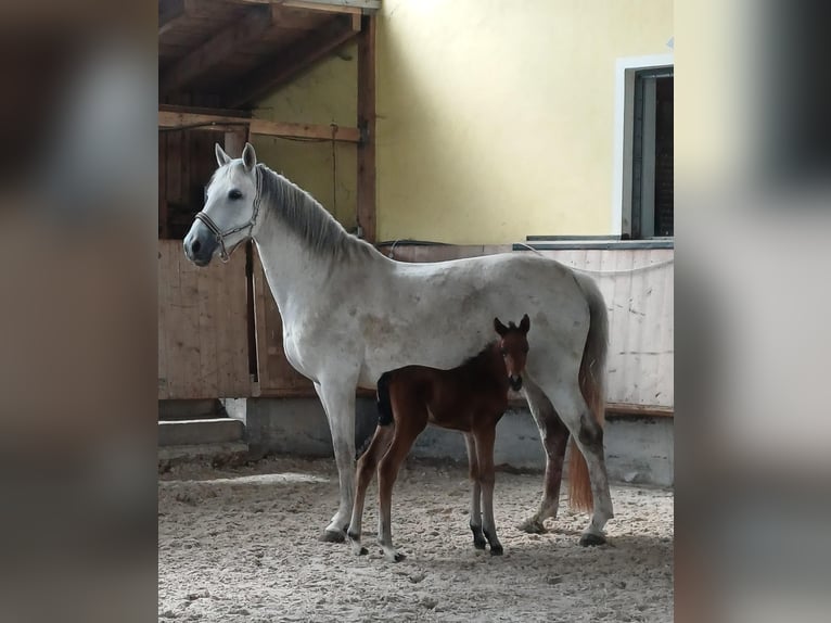 Duits sportpaard Hengst Veulen (04/2026) 165 cm Donkerbruin in Geroldsgrün