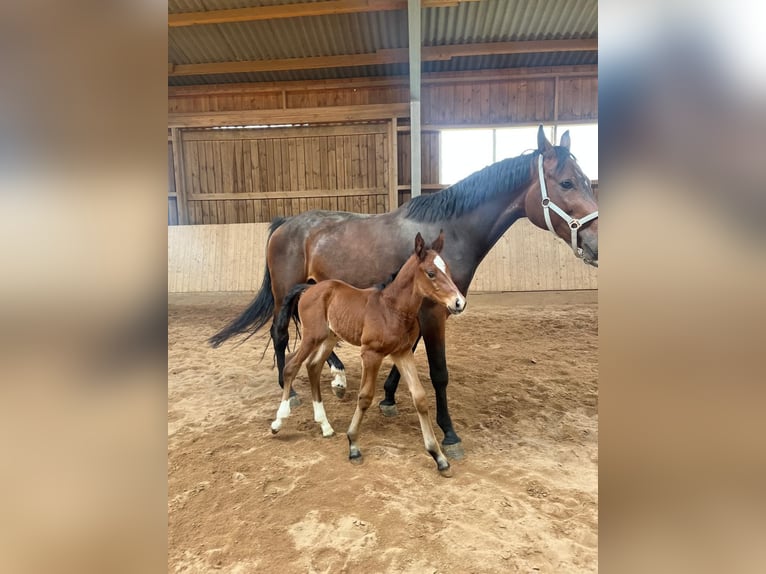 Duits sportpaard Hengst Veulen (05/2026) 167 cm Bruin in Seybothenreuth