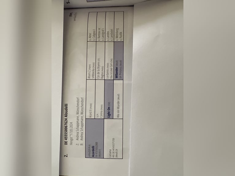 Duits sportpaard Hengst veulen (03/2024) 168 cm Bruin in Wünschendorf