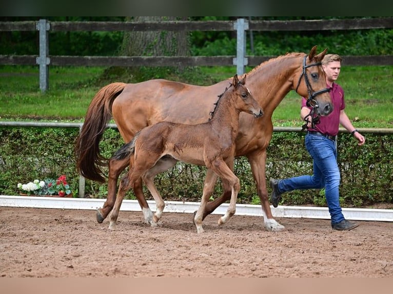 Duits sportpaard Hengst  168 cm Bruin in Burgstall