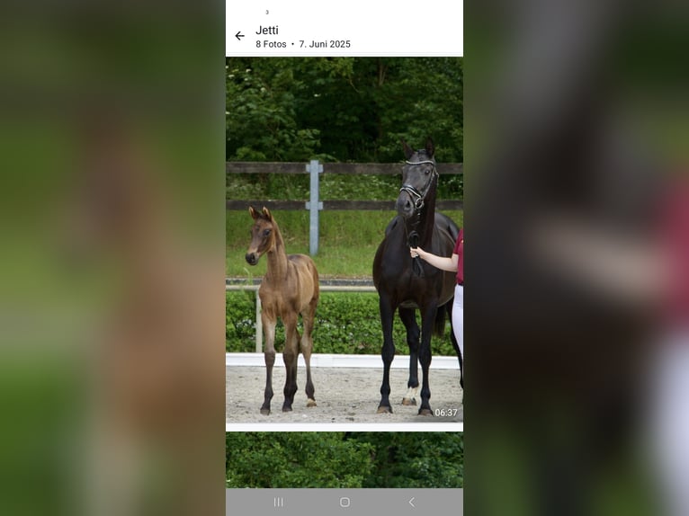 Duits sportpaard Hengst Veulen (04/2025) 168 cm Donkerbruin in Pollitz
