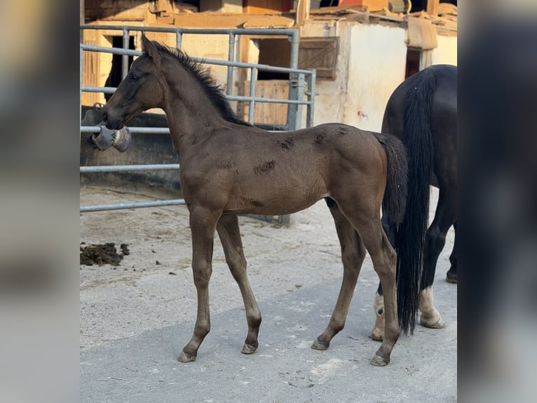 Duits sportpaard Hengst Veulen (05/2026) 168 cm Zwartbruin in Ottweiler