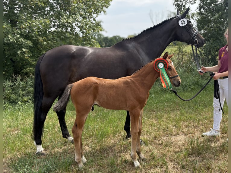 Duits sportpaard Hengst Veulen (07/2026) 169 cm Bruin in Ebersberg