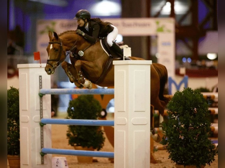 Duits sportpaard Hengst  169 cm Bruin in Thalheim / Erzgebirge