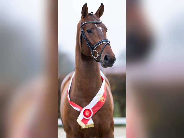 Duits sportpaard Hengst  169 cm Bruin in Thalheim / Erzgebirge
