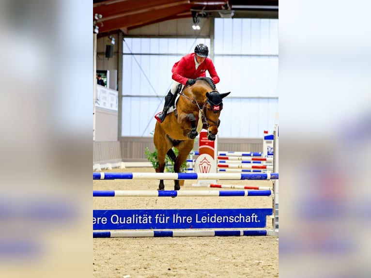 Duits sportpaard Hengst  169 cm Bruin in Thalheim / Erzgebirge