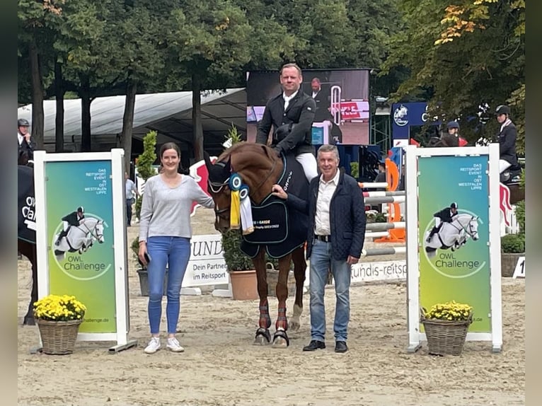 Duits sportpaard Hengst  169 cm Bruin in Thalheim / Erzgebirge