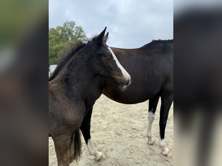 Duits sportpaard Hengst Veulen (07/2025) 169 cm Zwartbruin in Neuseußlitz Duits sportpaard Hengst Veulen (07/2025) 169 cm Zwartbruin in Neuseußlitz