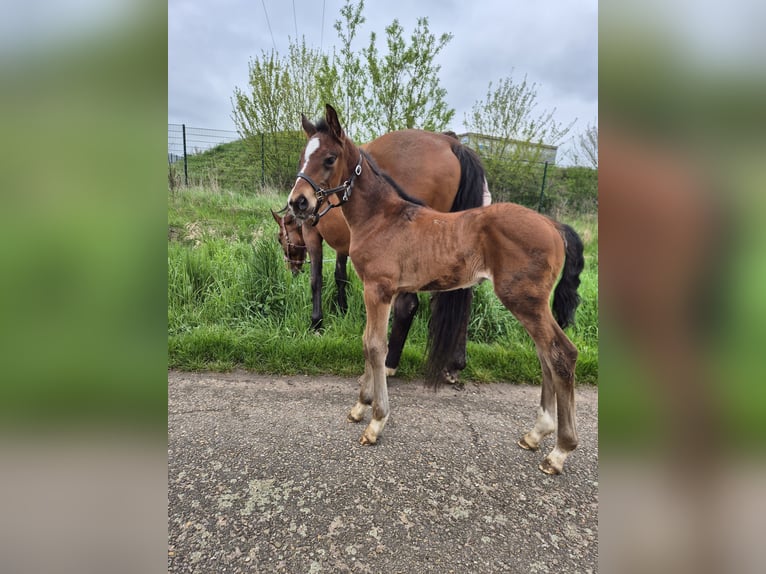 Duits sportpaard Hengst Veulen (04/2026) 170 cm Bruin in Wiesloch