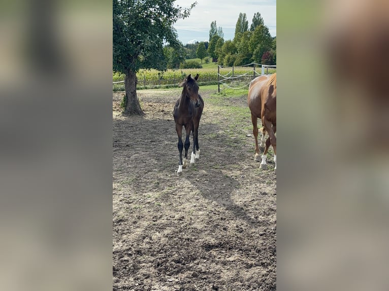 Duits sportpaard Hengst Veulen (05/2026) 170 cm Bruin in Ravensburg
