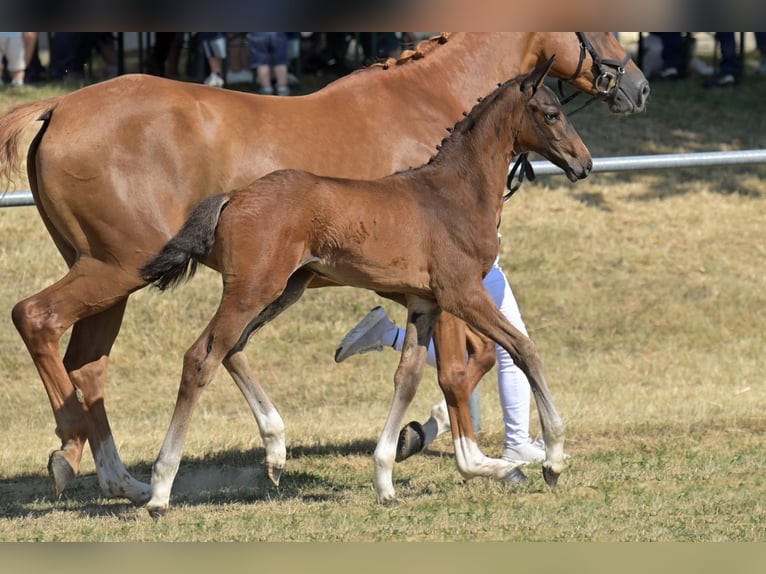 Duits sportpaard Hengst Veulen (05/2026) 170 cm Bruin in Ravensburg