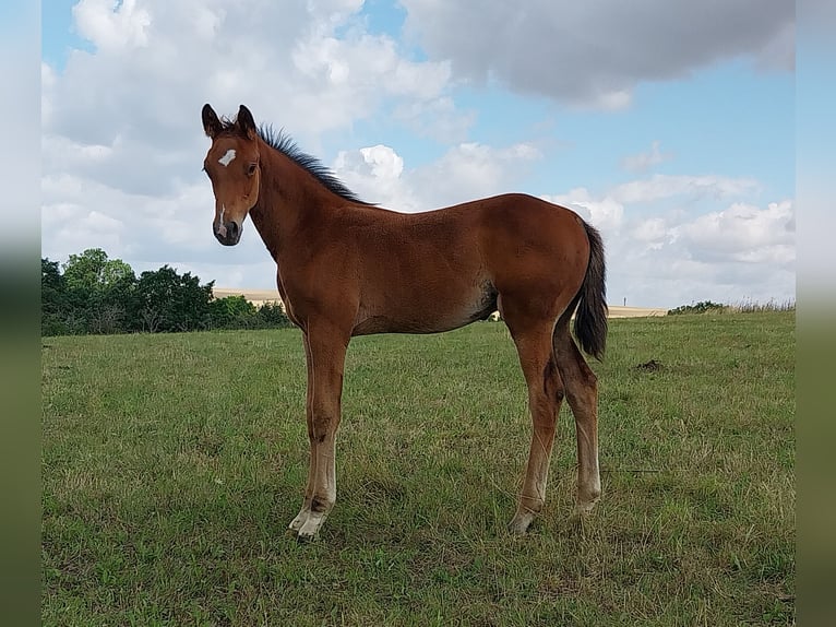 Duits sportpaard Hengst Veulen (04/2025) 170 cm Bruin in Querfurt