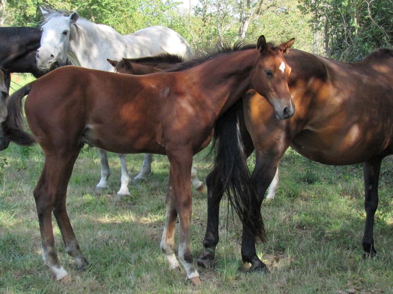 Duits sportpaard Hengst Veulen (04/2025) 170 cm Bruin in Querfurt