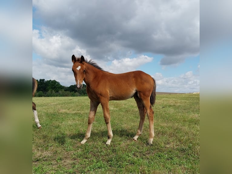 Duits sportpaard Hengst Veulen (04/2025) 170 cm Bruin in Querfurt