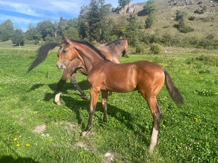 Duits sportpaard Hengst Veulen (05/2026) 170 cm Bruin in Münsingen