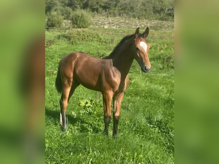 Duits sportpaard Hengst Veulen (05/2026) 170 cm Bruin in Münsingen