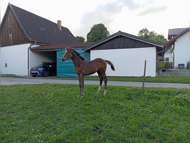 Duits sportpaard Hengst  170 cm Bruin in Leutkirch im Allgäu