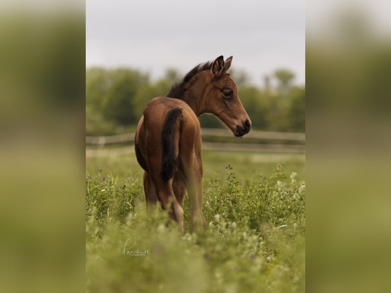 Duits sportpaard Hengst veulen (05/2024) 170 cm Buckskin in Erfurt